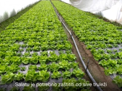 Pravovremeno zaštitite svoje voćke!