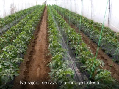 Pravovremeno zaštitite svoje voćke!
