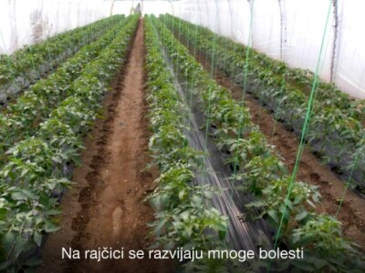 Pravovremeno zaštitite svoje voćke! Pravovremeno zaštitite svoje voćke!