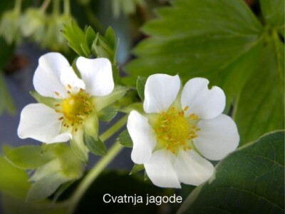 Pravovremeno zaštitite svoje voćke! Pravovremeno zaštitite svoje voćke!