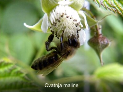 Pravovremeno zaštitite svoje voćke! Pravovremeno zaštitite svoje voćke!