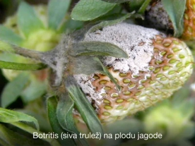 Pravovremeno zaštitite svoje voćke!