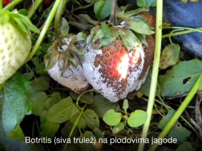 Pravovremeno zaštitite svoje voćke! Pravovremeno zaštitite svoje voćke!