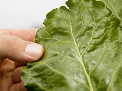 Snažan rast BASF-ovog sektora Zaštite bilja!