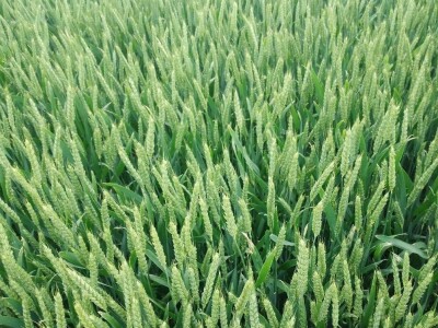 BASF radionica u Slakovcima