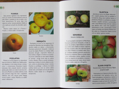 Prof. Ivan Bašić (posthumno)