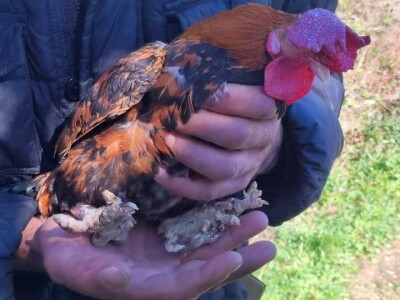 Najstariji pijetao na svijetu?