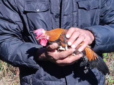 Najstariji pijetao na svijetu?