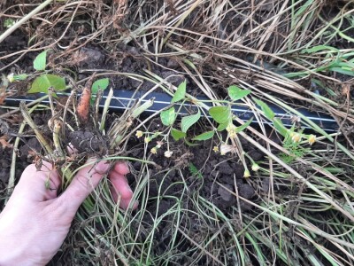 Bašta i štete od slepog kučeta