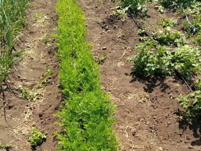 Bašta i štete od slepog kučeta