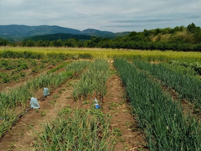 Bašta i štete od slepog kučeta