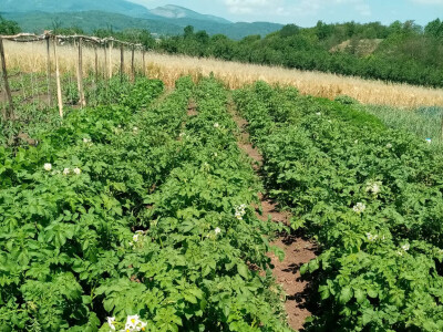 Bašta i štete od slepog kučeta