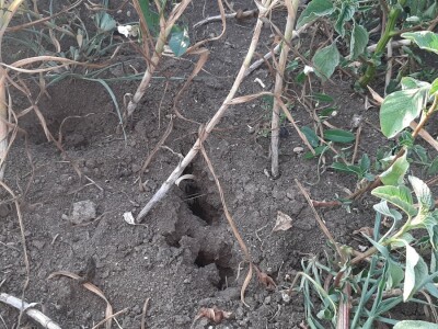 Bašta i štete od slepog kučeta