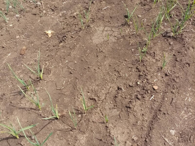 Bašta i štete od slepog kučeta