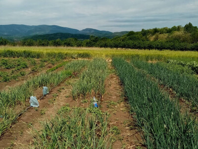 Bašta i štete od slijepog kučeta