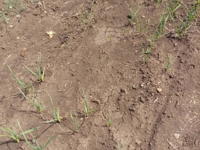 Bašta i štete od slijepog kučeta