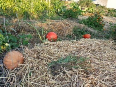 Baštalište u Slancima