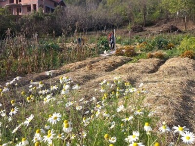 Baštalište u Slancima