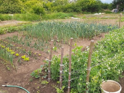 Bašte pored stambenih zgrada