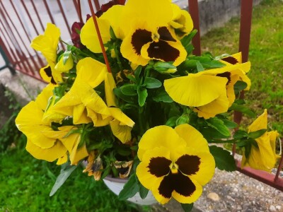 Baštensko i cveće za terase