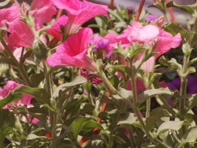 Baštensko i cveće za terase