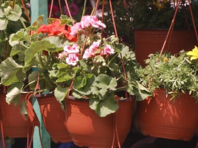 Baštensko i cveće za terase