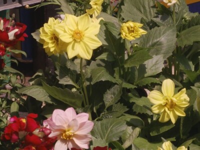 Baštensko i cveće za terase