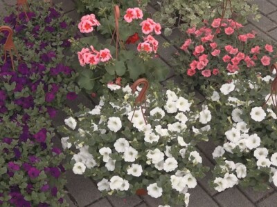 Baštensko i cveće za terase