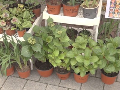 Baštensko i cveće za terase