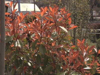 Baštensko i cveće za terase