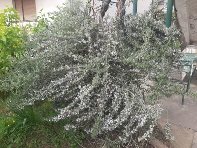 Baštensko i cveće za terase