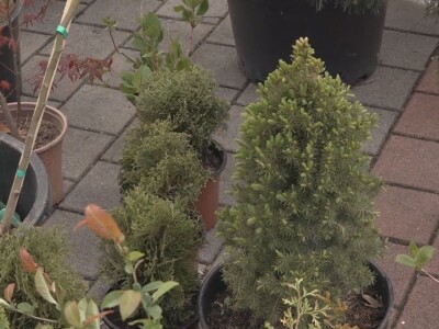 Baštensko i cveće za terase