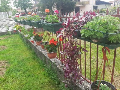 Baštensko i cveće za terase