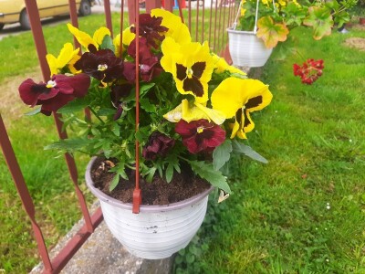 Baštensko i cveće za terase