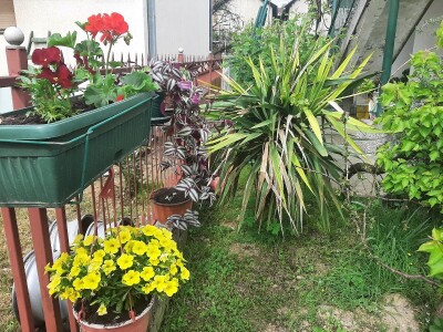 Baštensko i cveće za terase