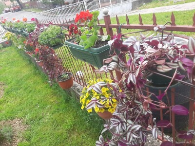 Baštensko i cveće za terase