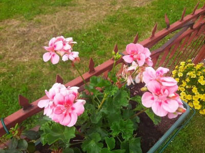 Baštensko i cveće za terase