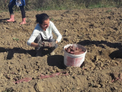 Batati su dobro rodili Batati su dobro rodili