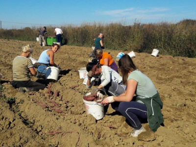 Nadničarke sakupljaju batate Nadničarke sakupljaju batate