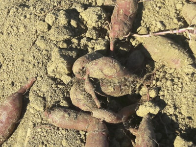 Batati na polju Batati na polju