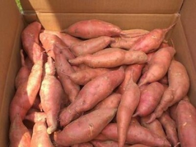 Batat za prodaju Batat za prodaju