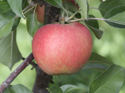 AppleResist - završni rezultati