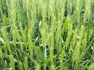 Bayer