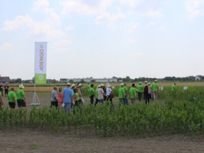 U razgledavanju nasada kukuruza