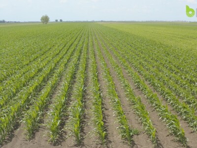 Bayer Farm - Dan polja