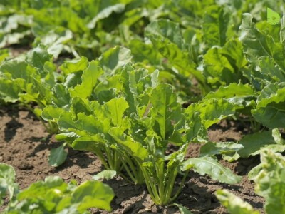 Bayer Farm - Dan polja