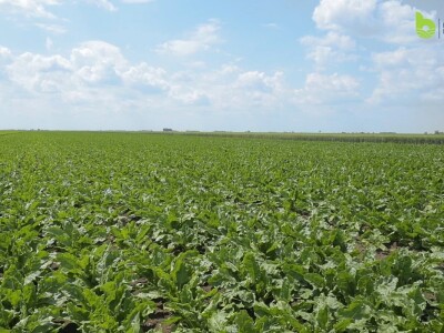 Bayer Farm - Dan polja