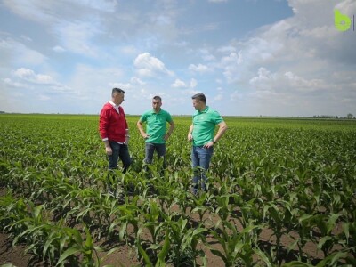 Bayer Farm - Dan polja