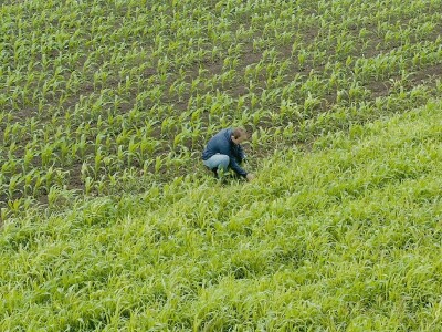 Bayer Farm - Dan polja