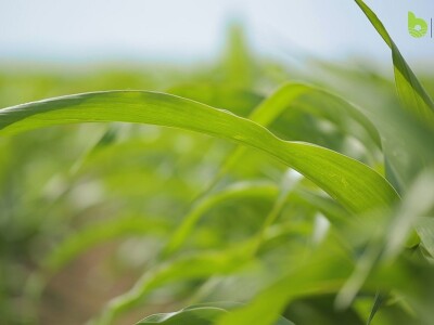 Bayer Farm - Dan polja